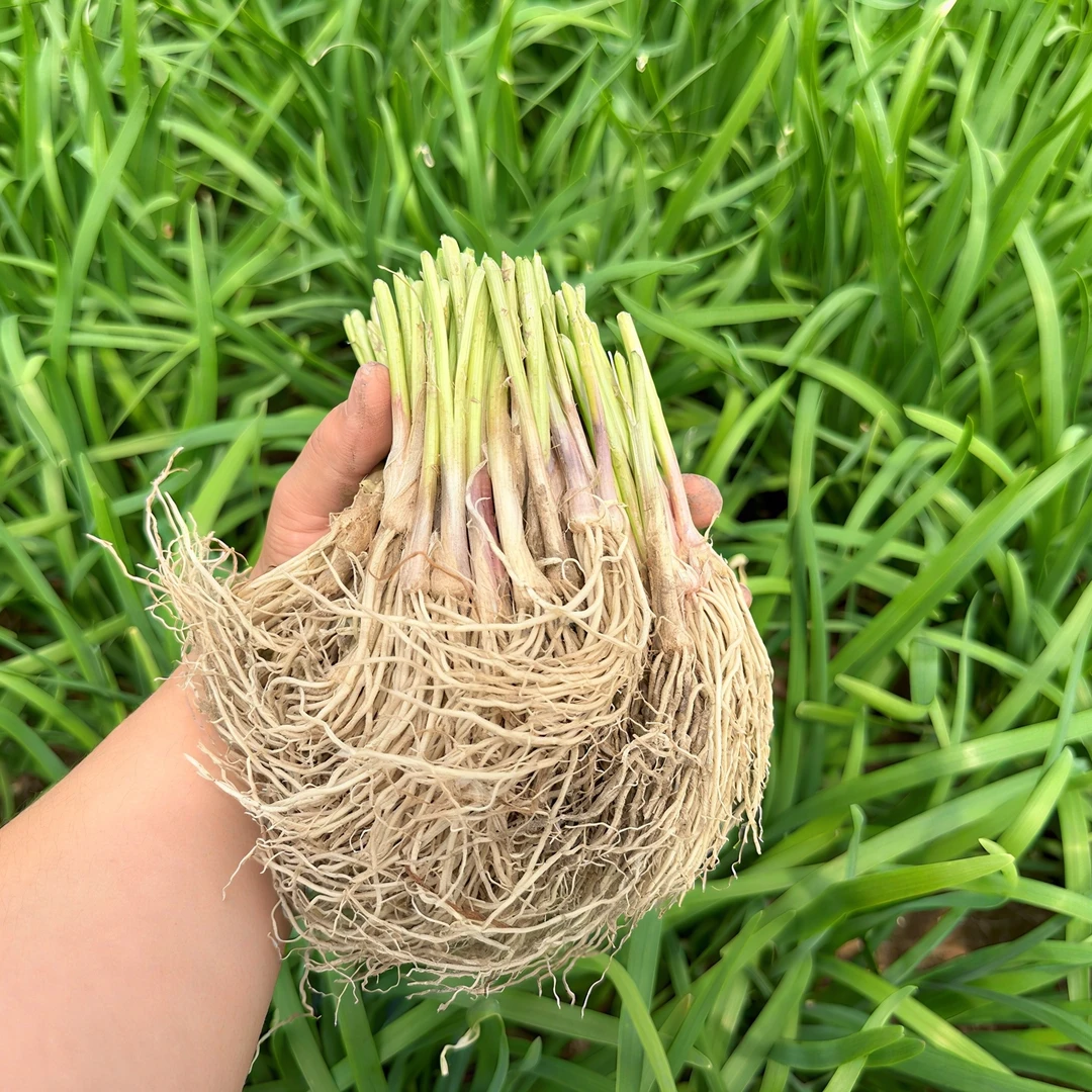 【京东包邮现刨现发】寿光韭菜之乡 红根韭菜根 长势快易于种植