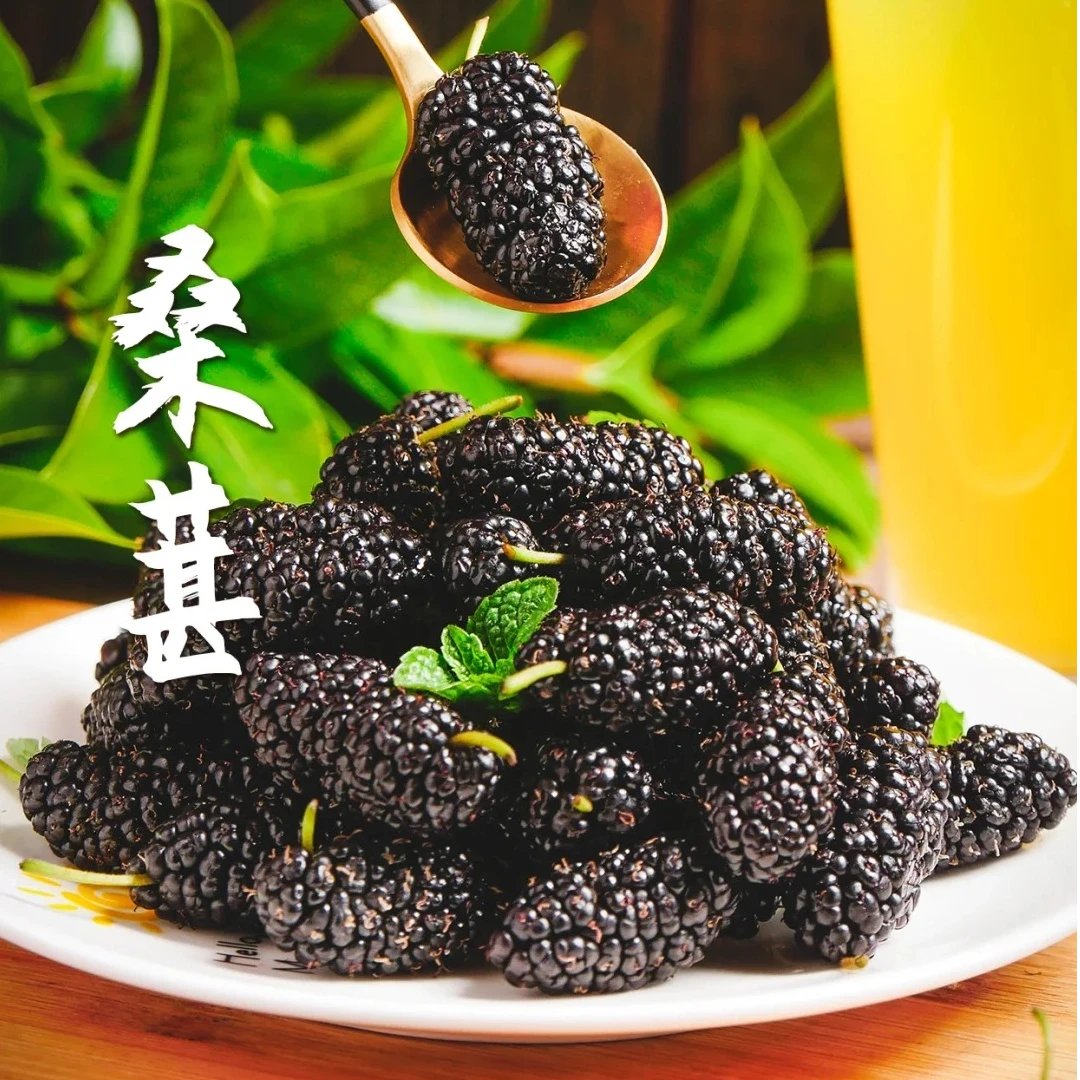 【新品上市】桑葚/酸甜多汁