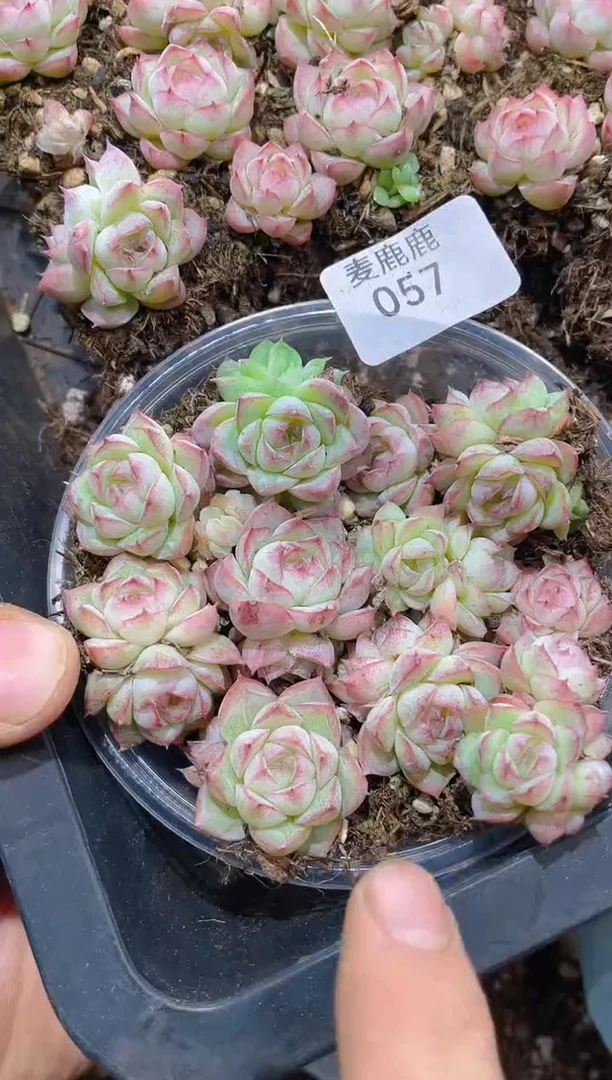 057   胭脂女王    量拍