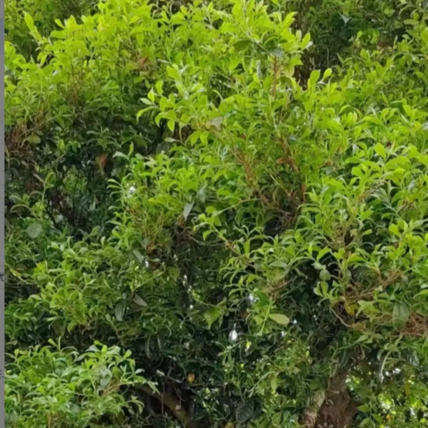 2006年班章生态七子饼生茶30克茶样盒装