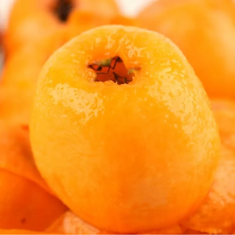 一物一拍   正宗大五星枇杷杯苗盆栽地栽