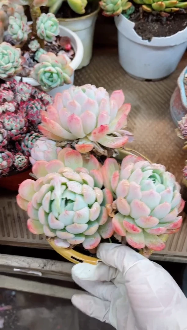 【闪购商品】21016
