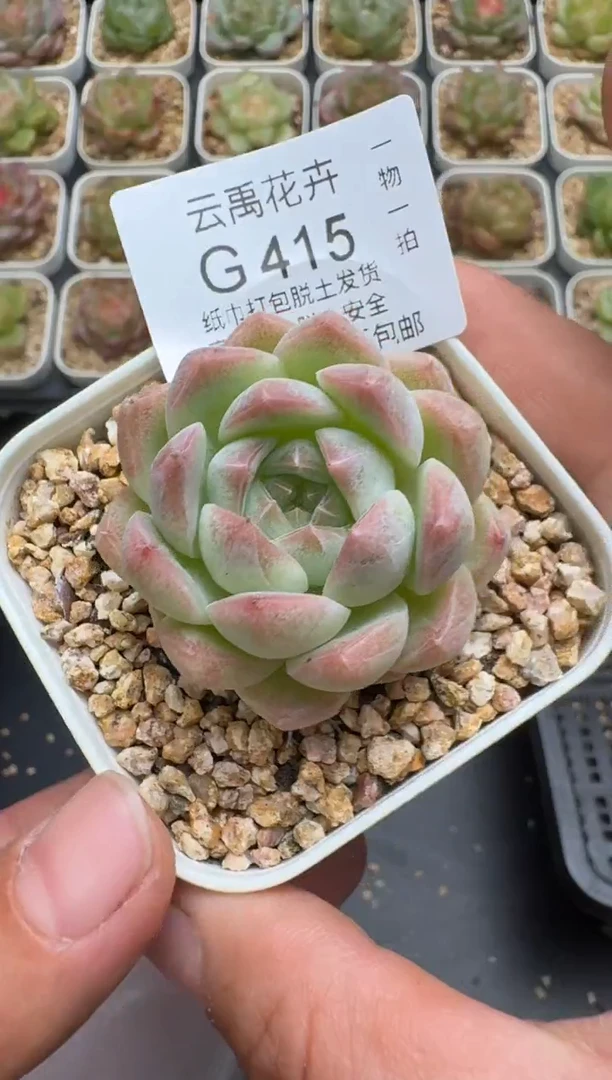 415G云禹多肉植物 脱土纸巾打包 3颗包邮