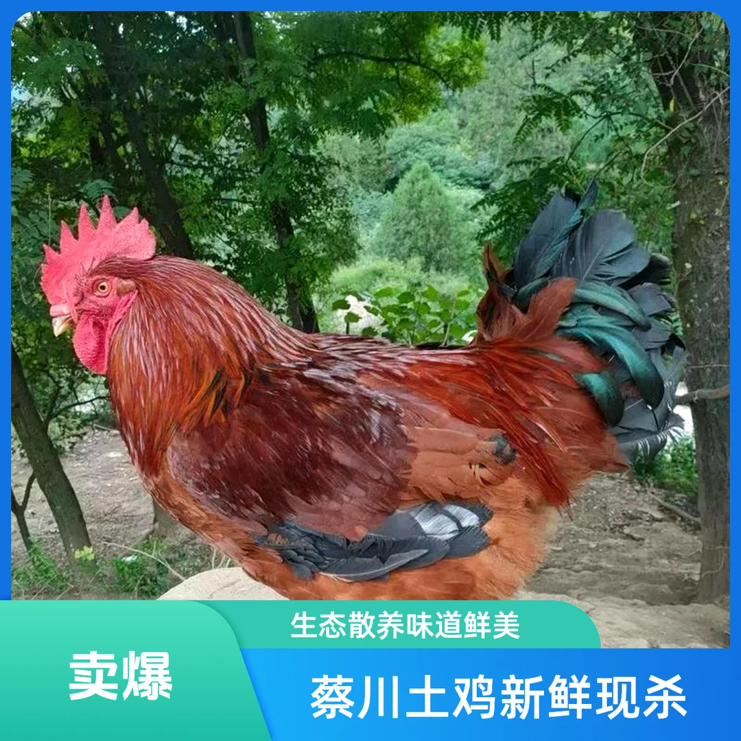 蔡川留留农场生态散养土公鸡新鲜现杀农村农家放养鸡肉顺丰快递