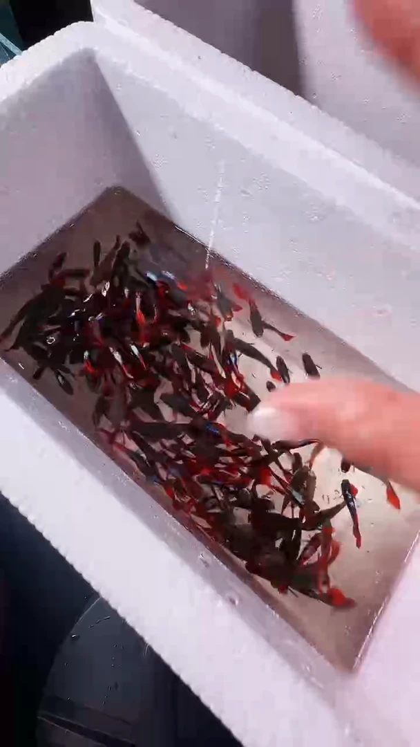 淡水2-3厘米公深海蓝鱼苗 10条送5条备损 备损不赔付