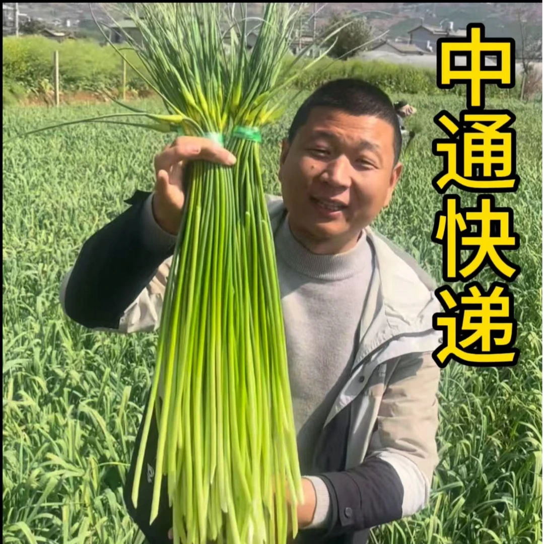 中通快递湖北白帽鲜蒜苔3斤5斤应季蔬菜