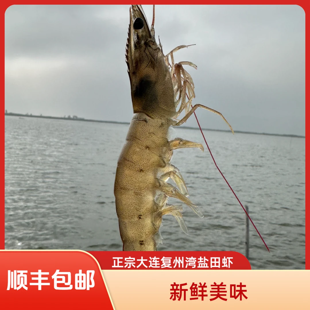 【活虾速冻】大连复州湾盐田虾3斤（21-25头/斤）