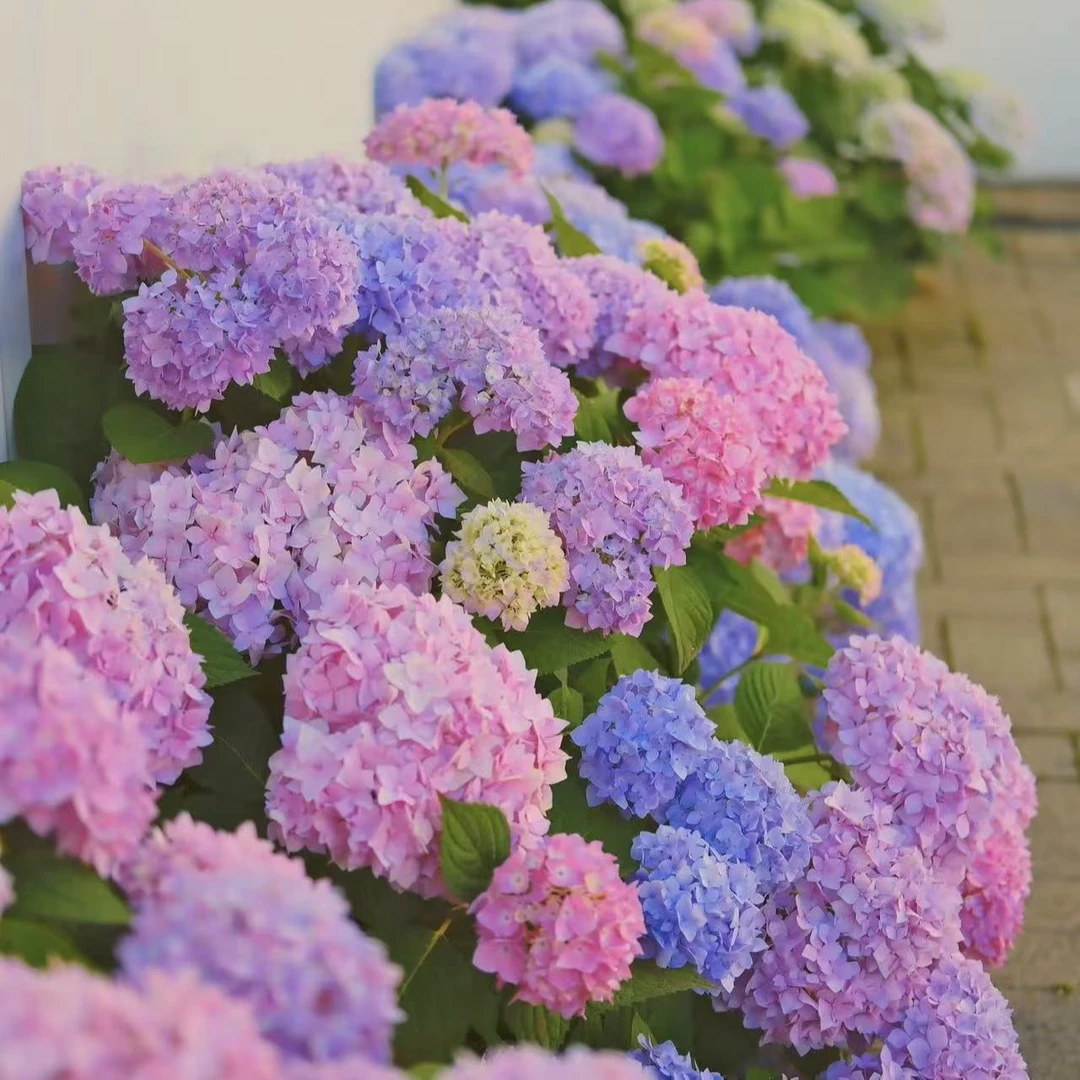 【无尽夏】绣球花盆栽庭院阳台新手易养护喜水植物