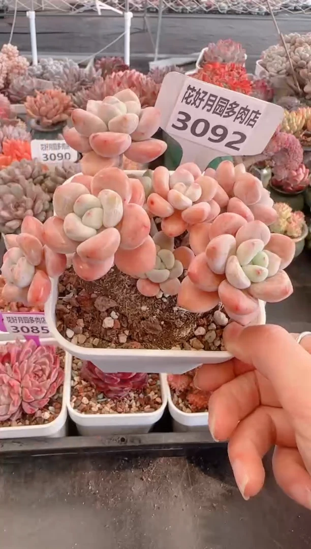 【闪购商品】3092.