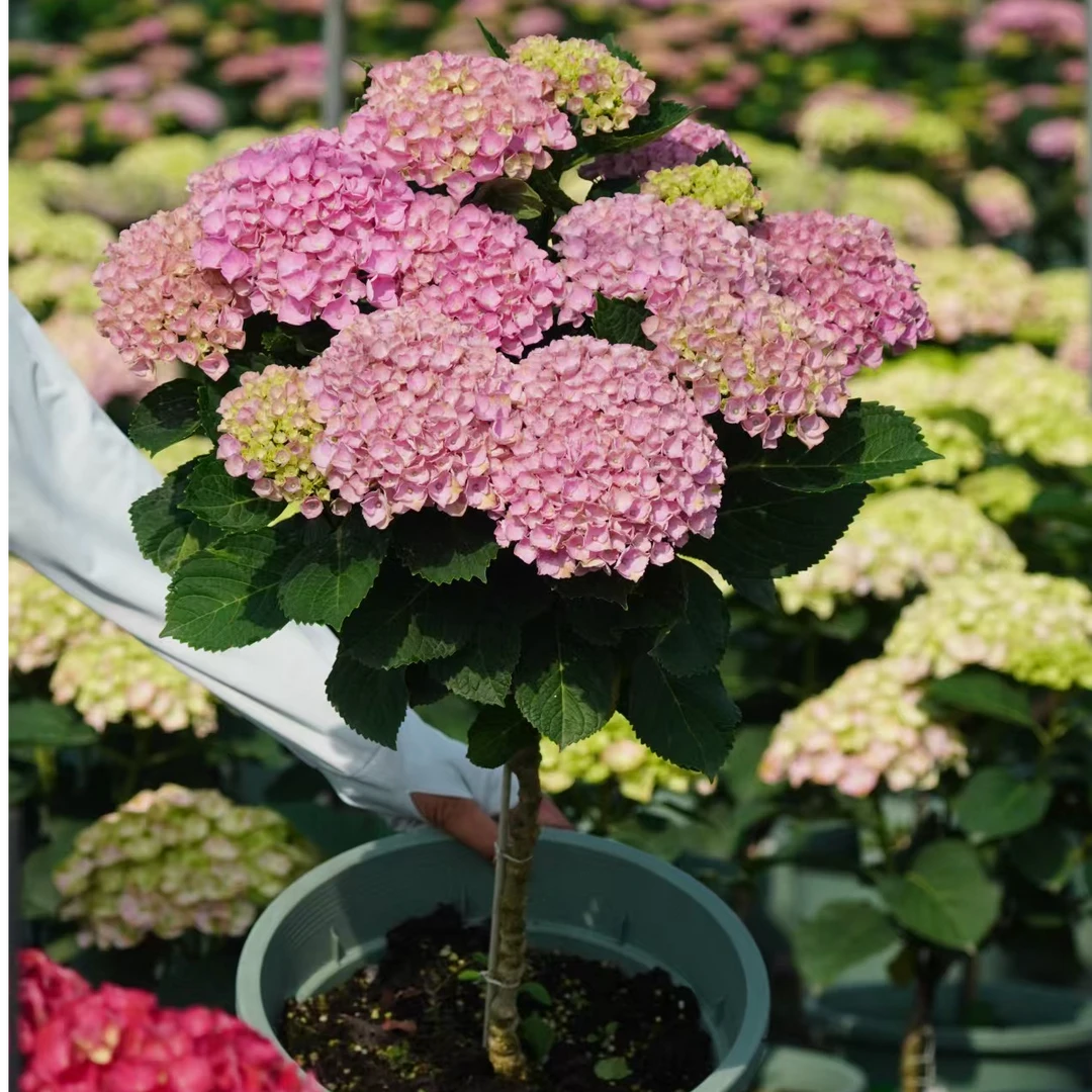 （花友阿涛专属）魔幻革命大花绣球棒棒糖 丛生苗可调色直立矮壮