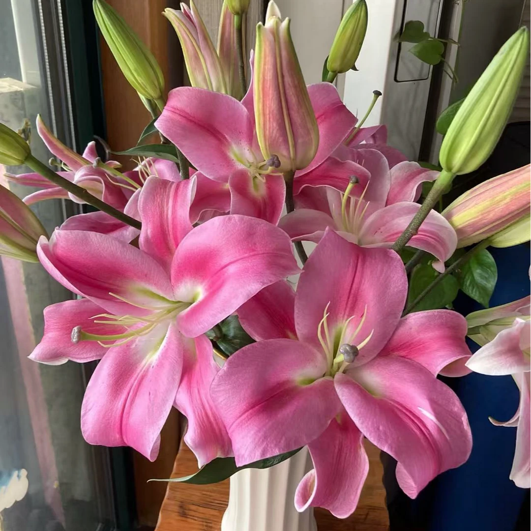 【阿卷哥】三头罗宾香水百合鲜花云南鲜花