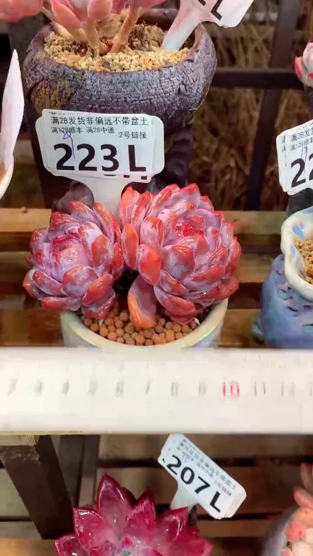 223L（一物一拍，精品多肉，所见即所得 ）