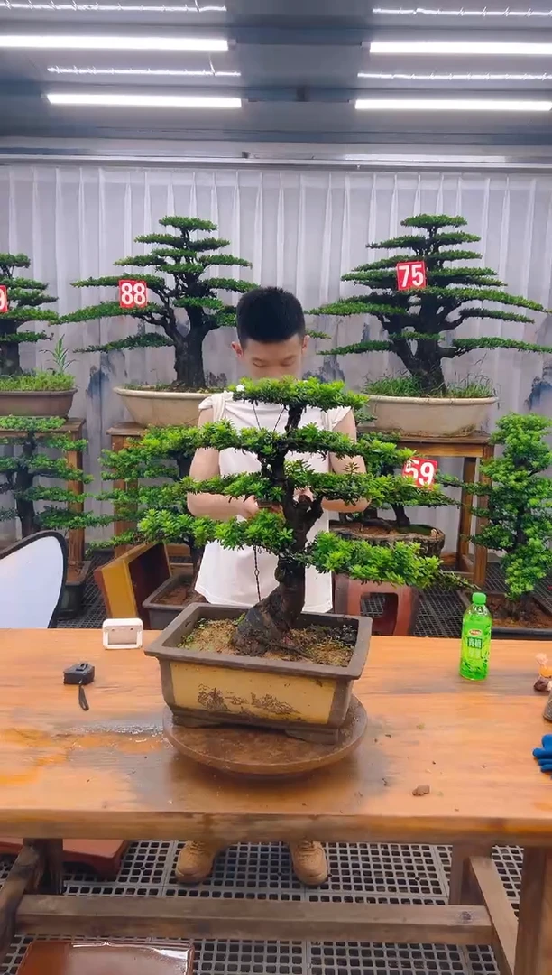 无花朵精品盆景直播间一物一拍