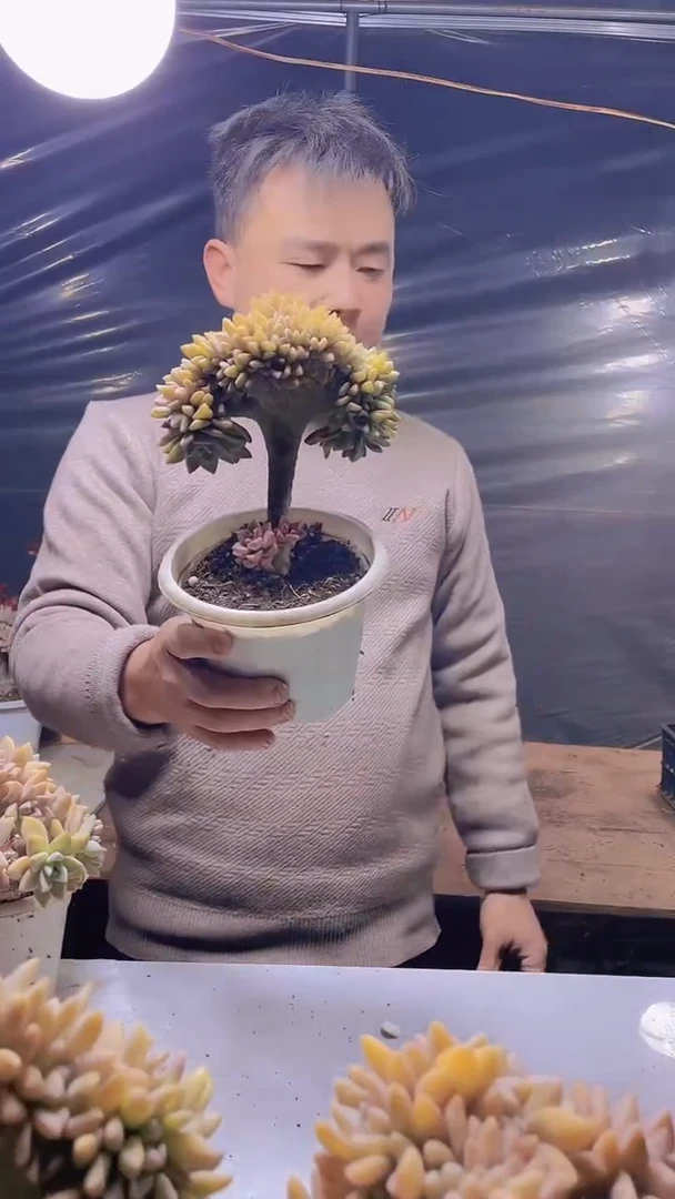 【闪购商品】缀化345