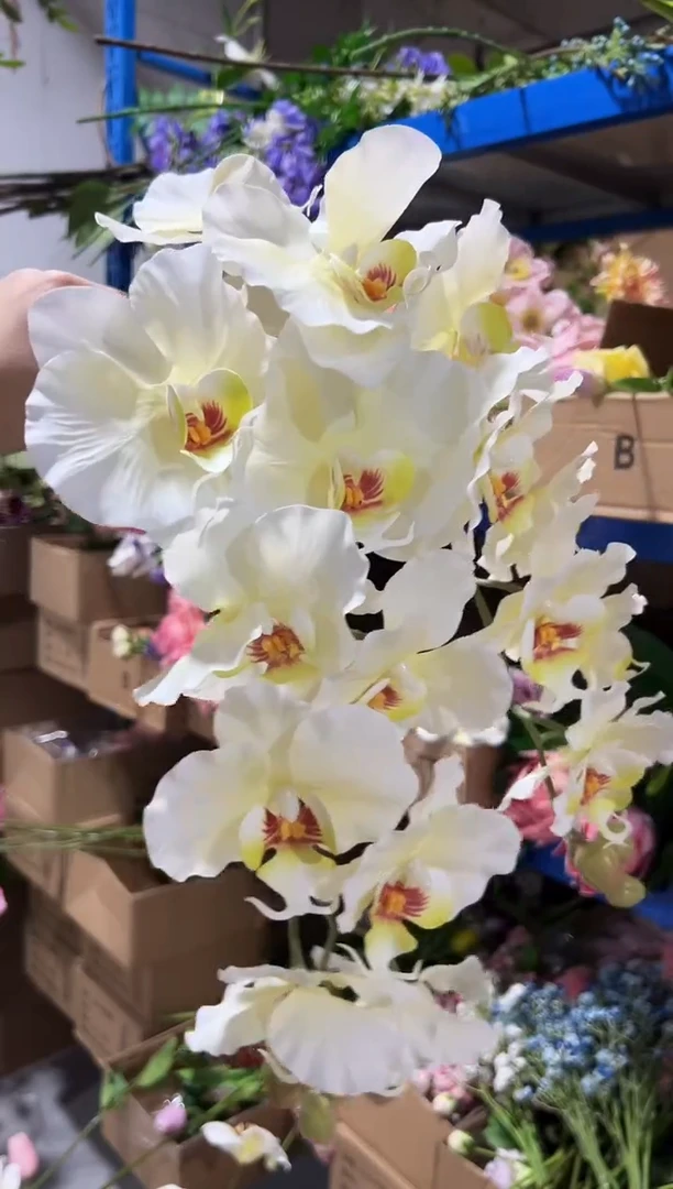 2枝白色蝴蝶兰