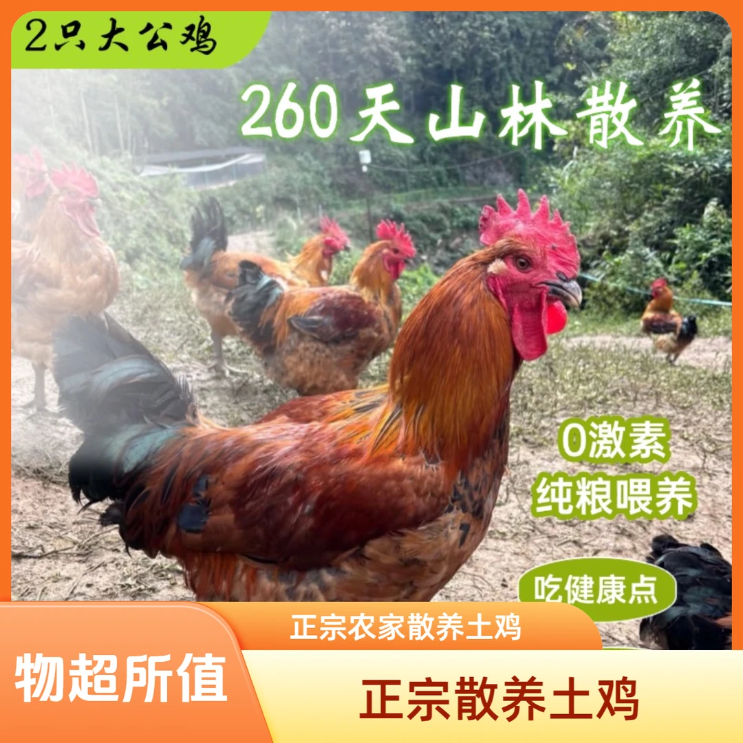 贵州散养纯土鸡2只更优惠