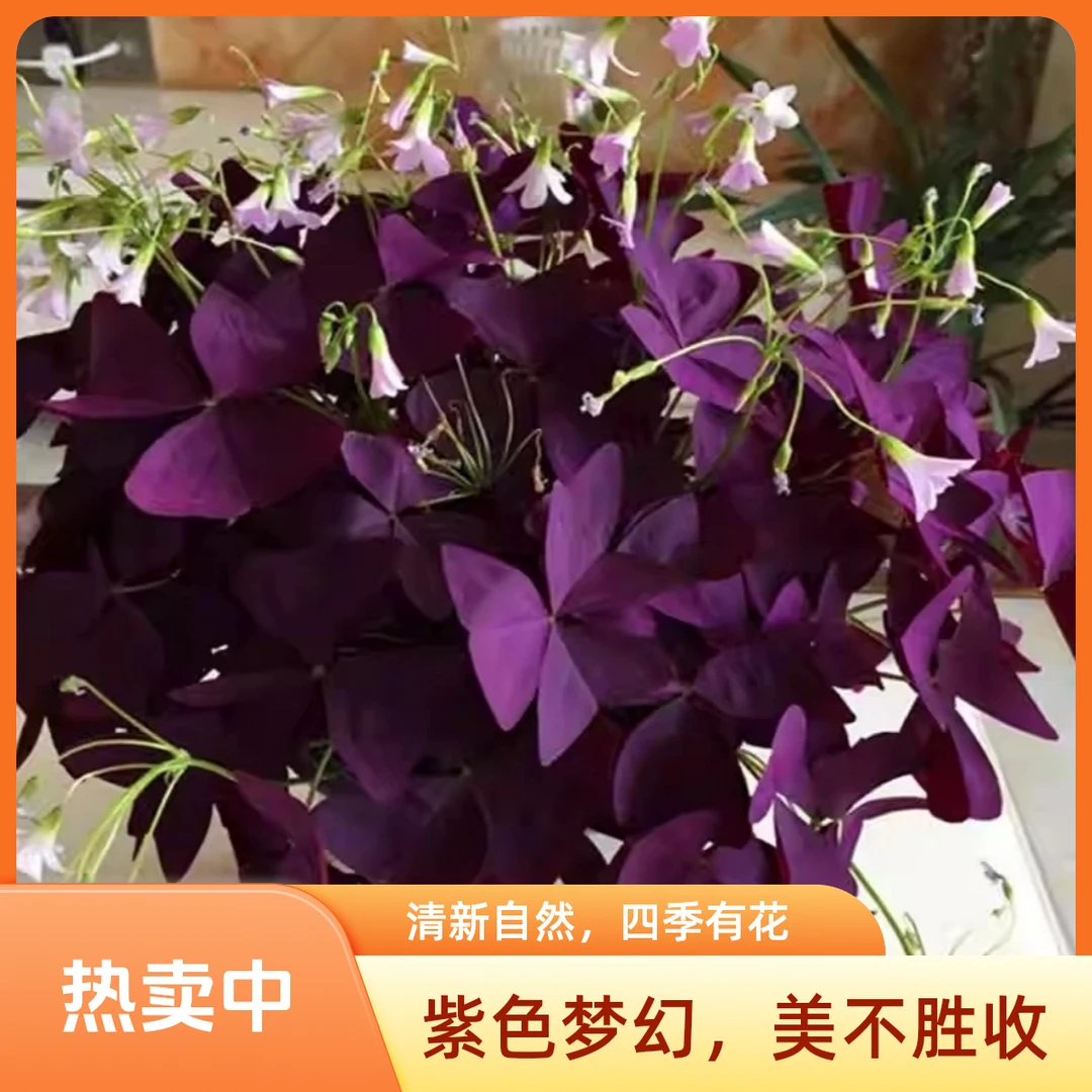 紫叶酢浆草拍一发四种球多年生盆栽花卉适合阳台庭院