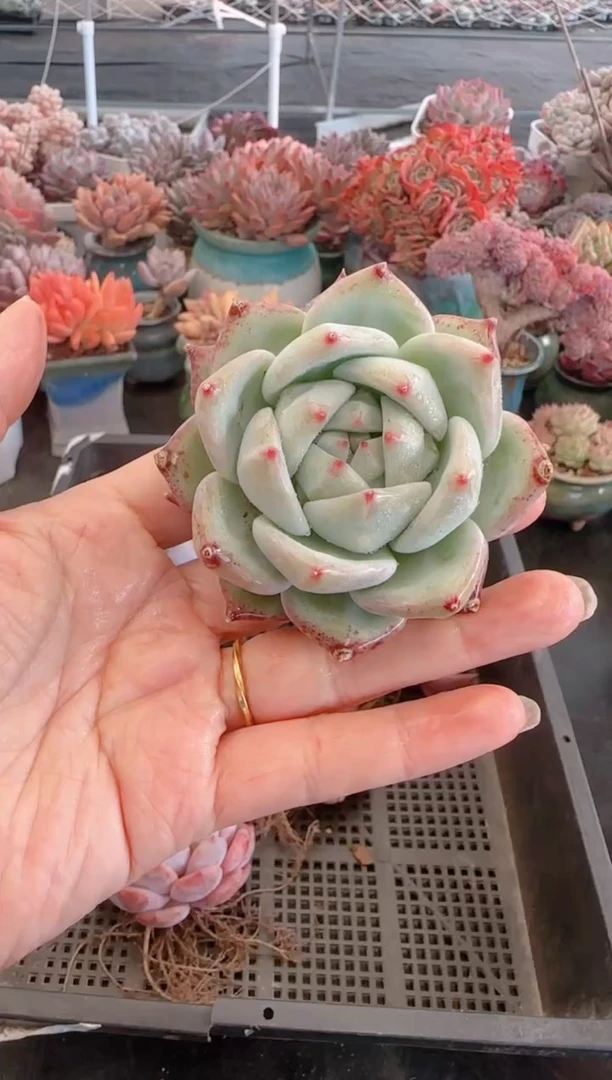 【闪购商品】3081.