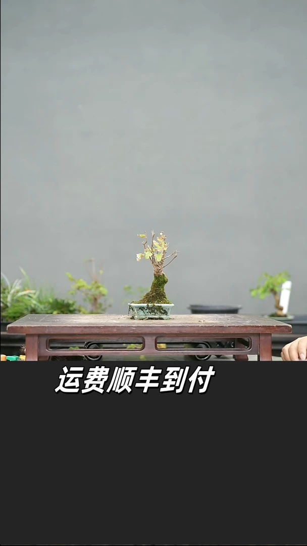 被****云40