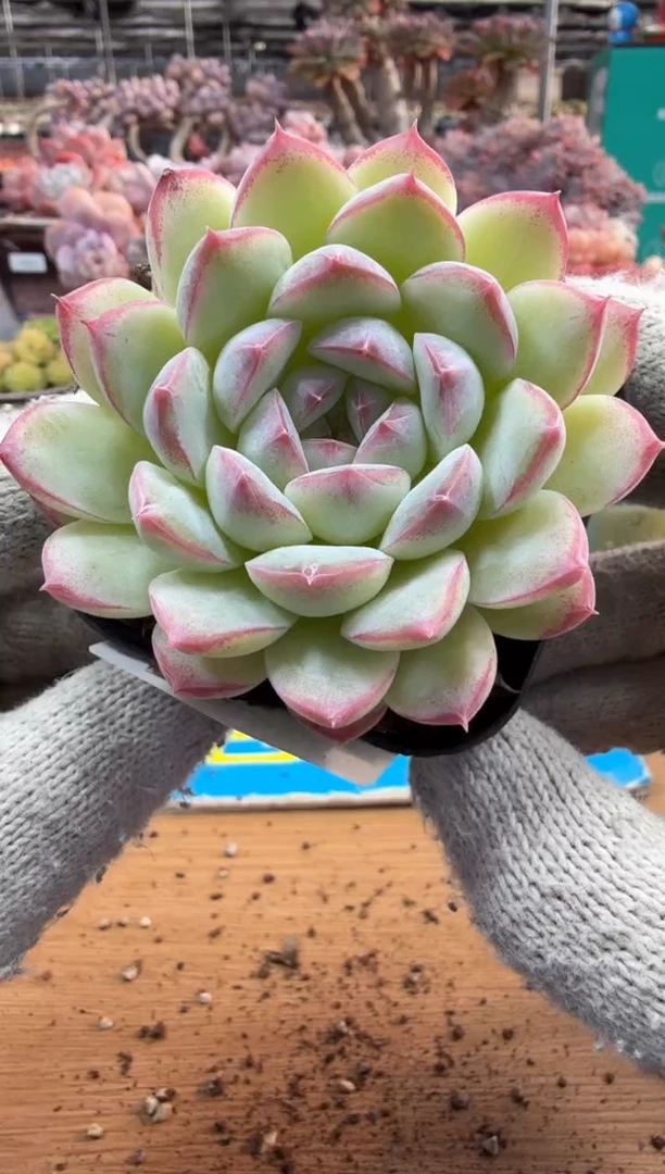 东云多肉园三店-147