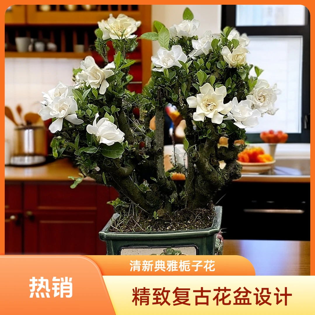 （0-75）牡丹重瓣栀子花 盆景素材地栽老桩 浓香以直播间截图为准