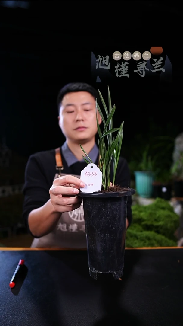 全部花苞知*春兰绿云带花苞（4苗草）