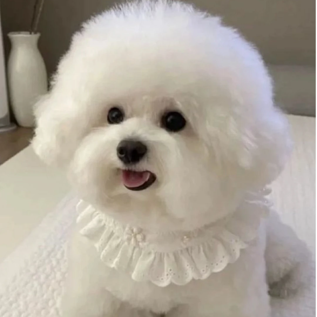 【红康犬舍x】比熊狗狗活体链接