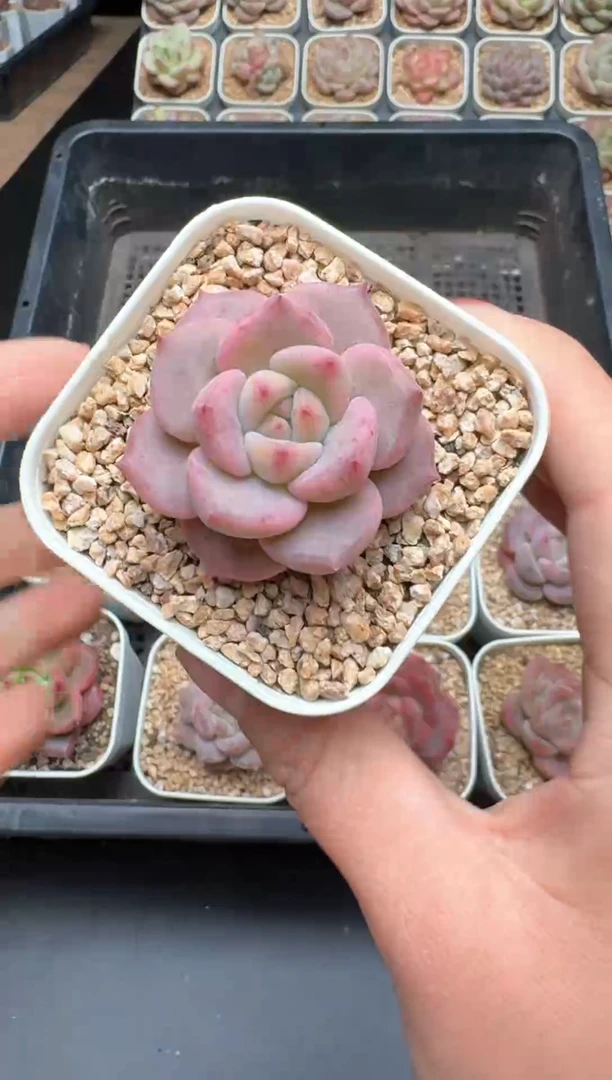 【闪购商品】290号一物一拍珍妮多肉花卉植物3颗起发