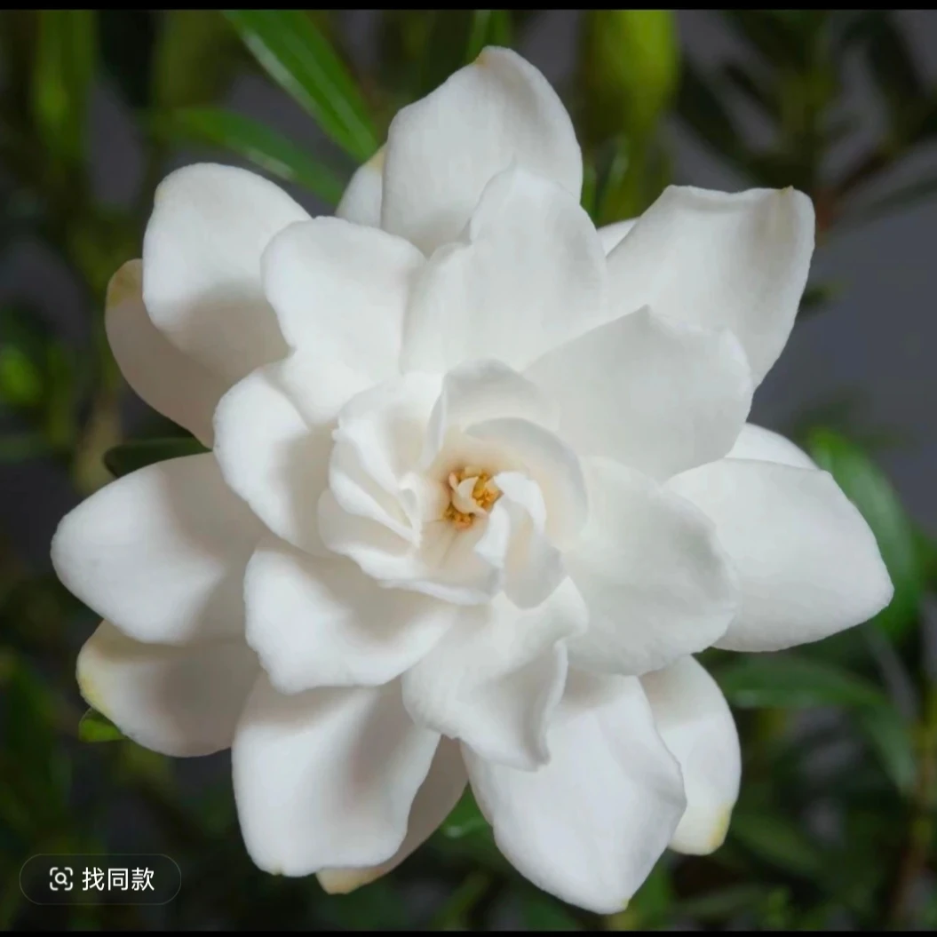 秋蝉栀子花 多花型浓香多季开花勤花盆栽花卉