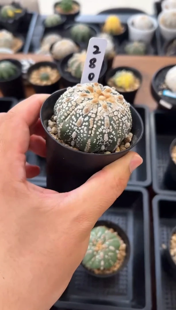 实生根星兜仙人球编码280