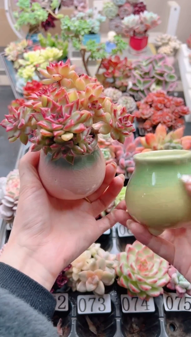 大肚盆一个（不含多肉，颜色随机）