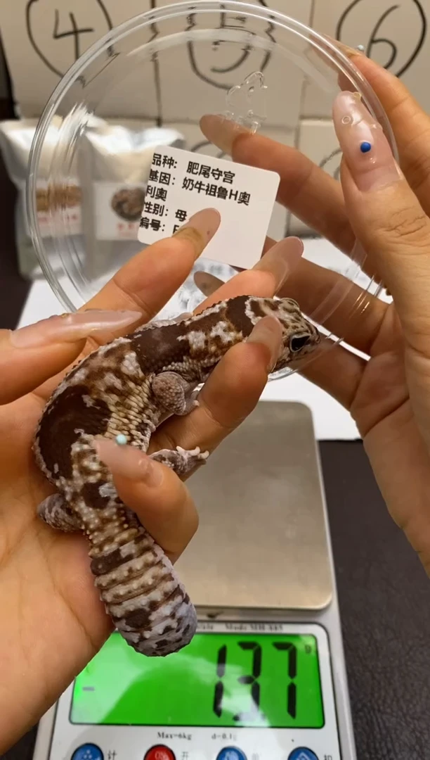 豹纹守宫Scale Tail 爬宠F5