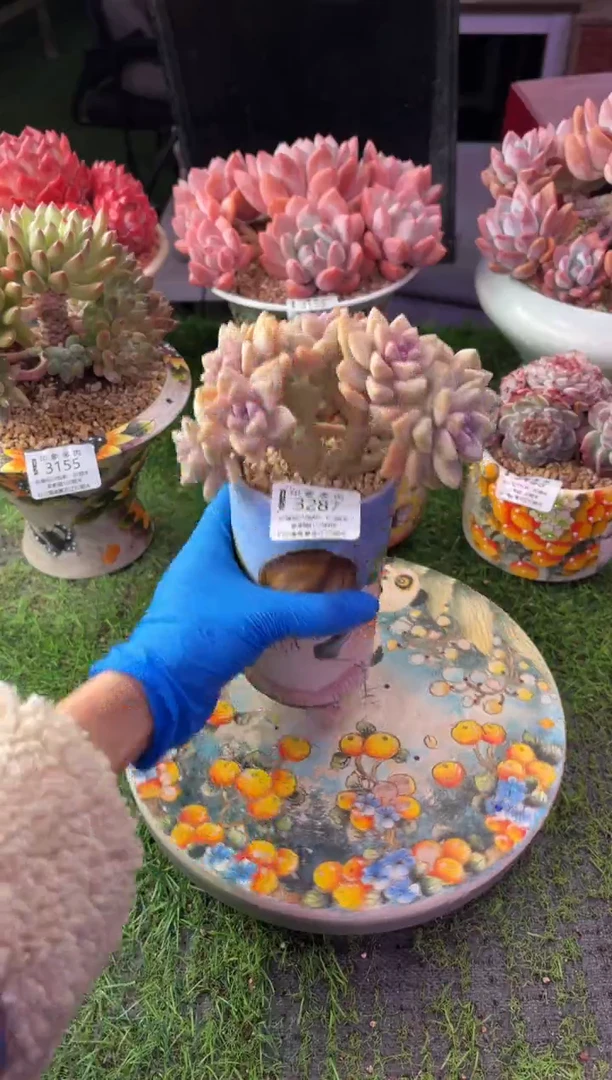 昆明印象多肉3287