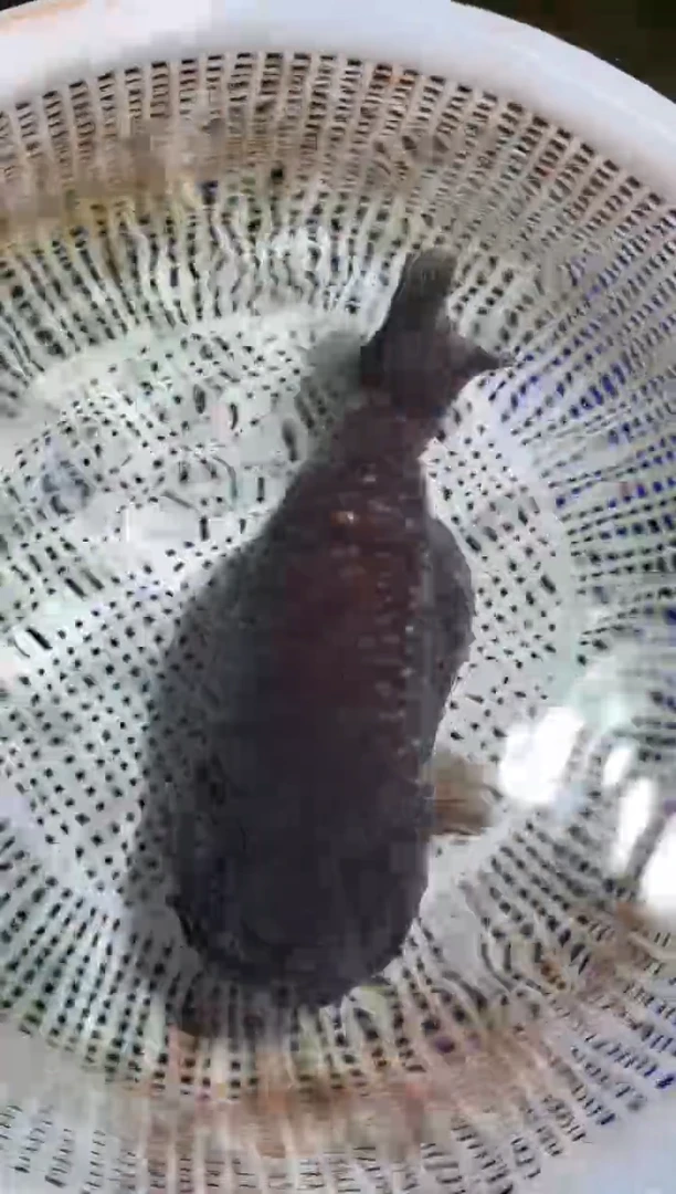 金鱼（运费自理，马印灯照射）福州追鱼兰寿金鱼