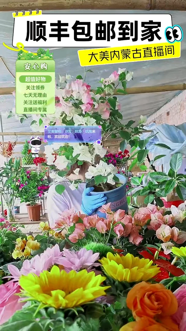 完全开放绿茵三角梅