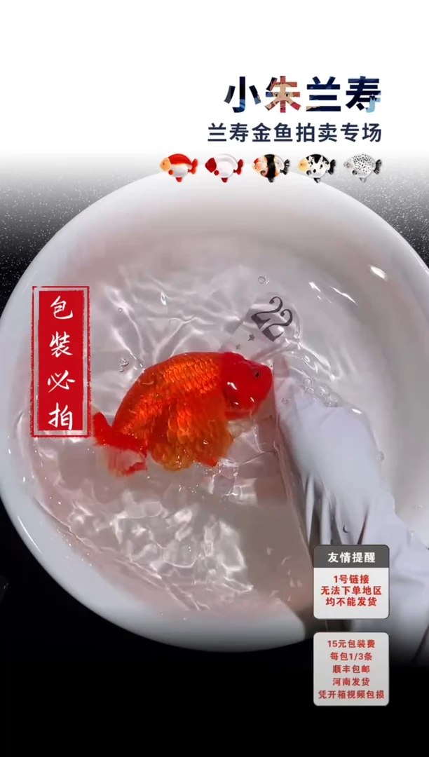金鱼包装必拍未拍顺丰到付22号