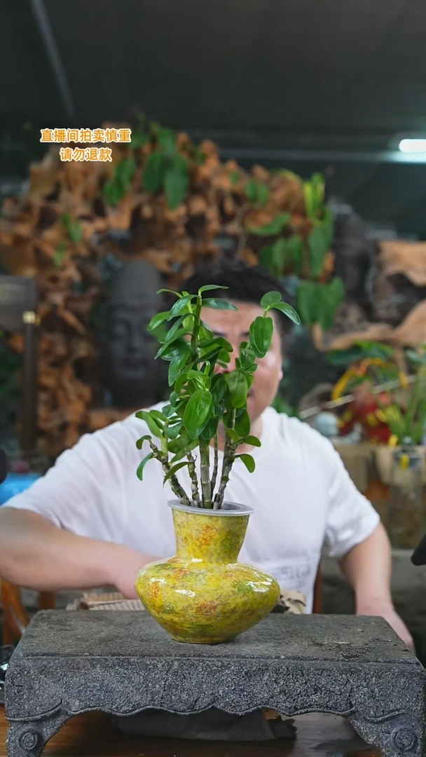 当前无花栽培后可以开花春石斛黄色瓷器瓶023+