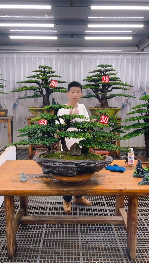 无花朵C*傅精品盆景直播间一物一拍