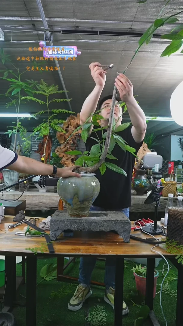 完全开放发财树266+