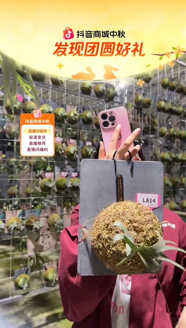 不开花植物L814-珍妮鹿角蕨tc