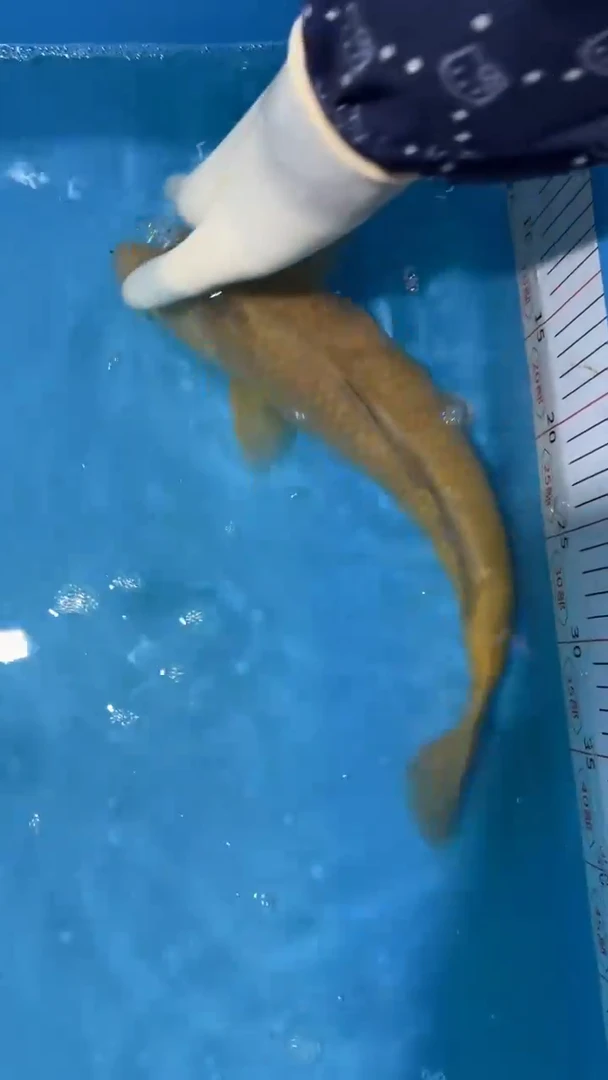 锦鲤太饱锦鲤36cm-48cm不包邮到付具体尺寸和品类以直播间为准