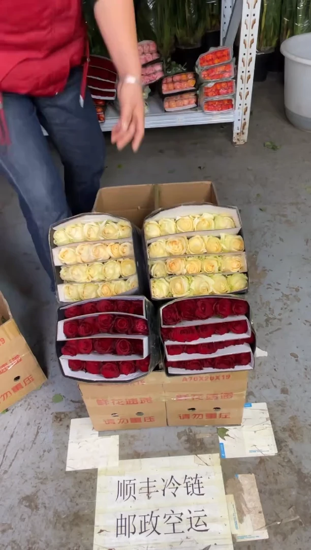 高原红20枝+香槟20枝