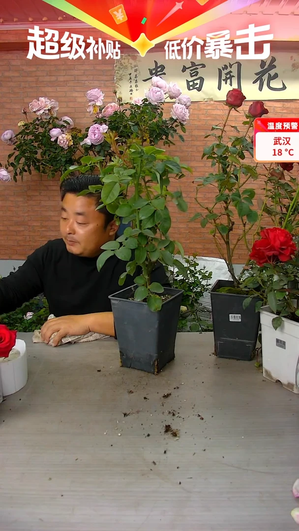 当前无花朵，栽培后可花朵黛紫