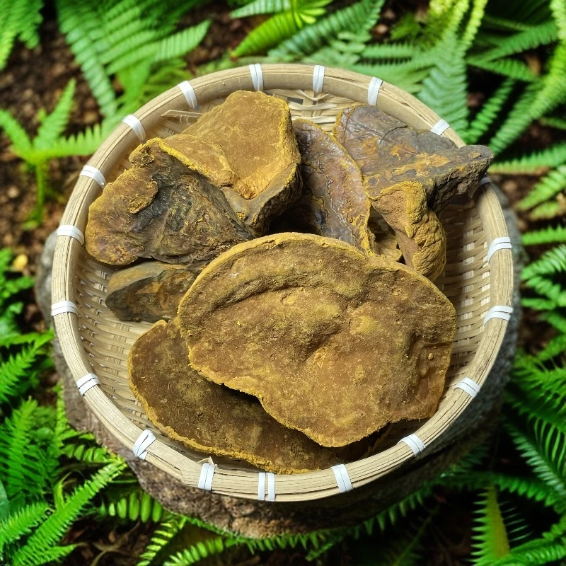 桑黄【百草滋补】精选好物