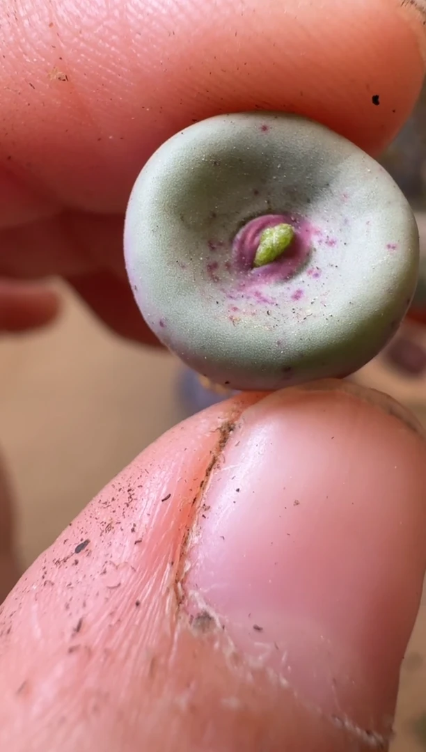 ?多肉植物肉锥31-51 by0062