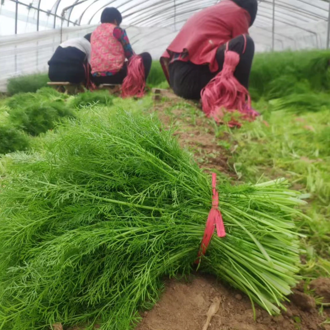 【满仓农业】农家自种茴香现拔现发次日达