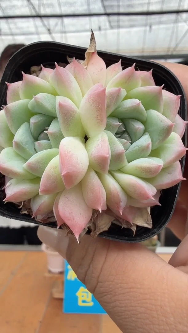 东云多肉园二店-20