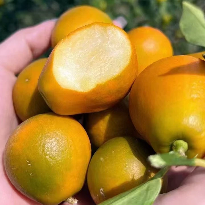 融安脆蜜金桔（核心产区，甜度20+）