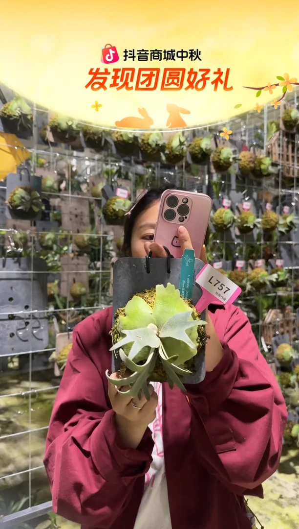 不开花植物L757-珍妮鹿角蕨tc