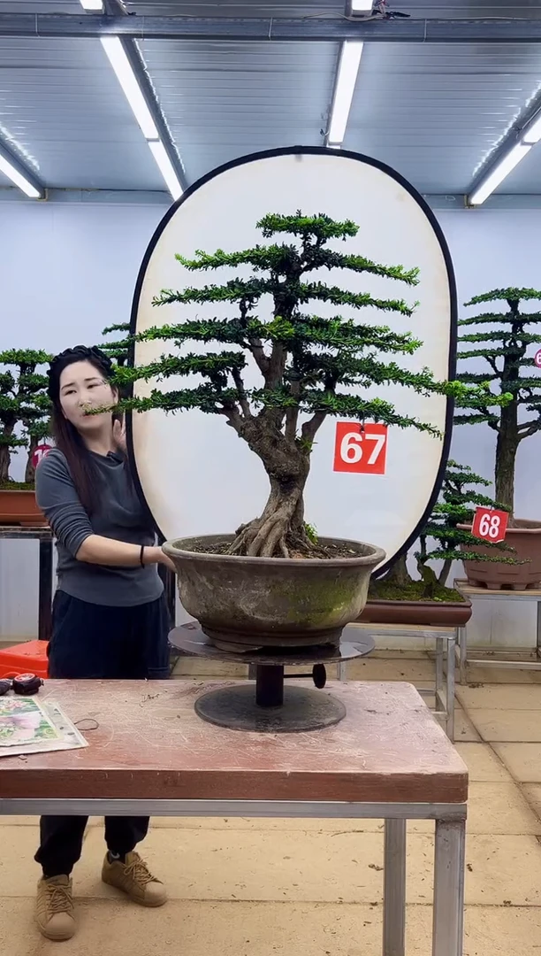 无花朵一物一拍，所见即所得